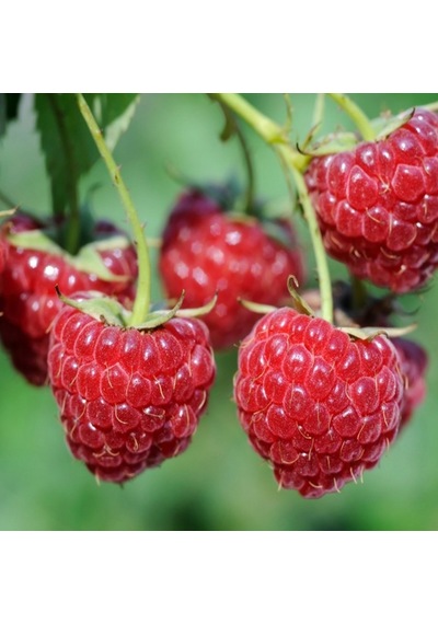 Tüplü Tatlı Yediveren Ruby Ahududu Fidanı