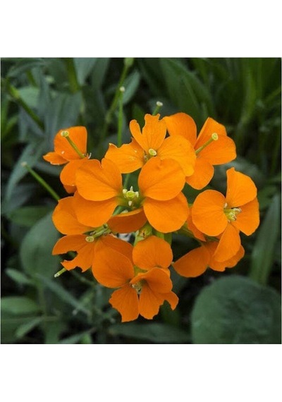 20 Adet Siberian Wallflower Çiçek Tohumu