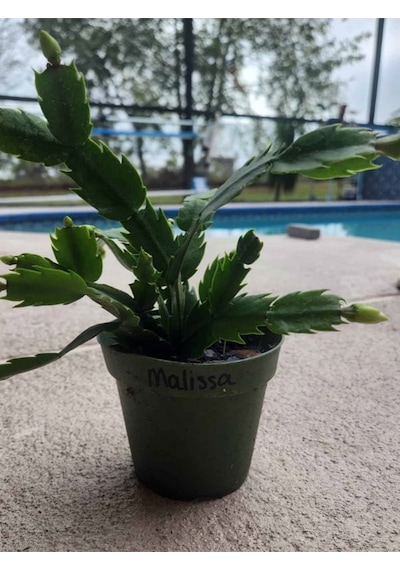 Schlumbergera Truncata White Yılbaşı Çiçeği Beyaz Renk 10-15cm
