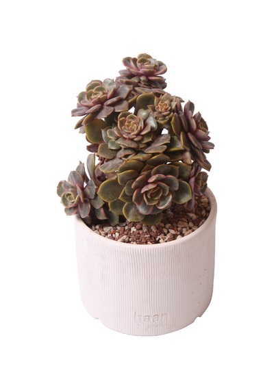 Echeveria Da Hong Pao - Sukulent Haangarden