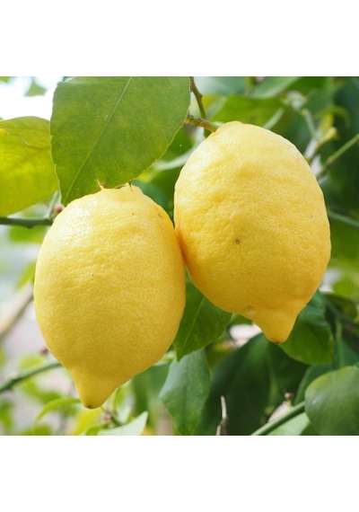Tüplü Aşılı Çok Yüksek Verimli Yediveren Limon Fidanı
