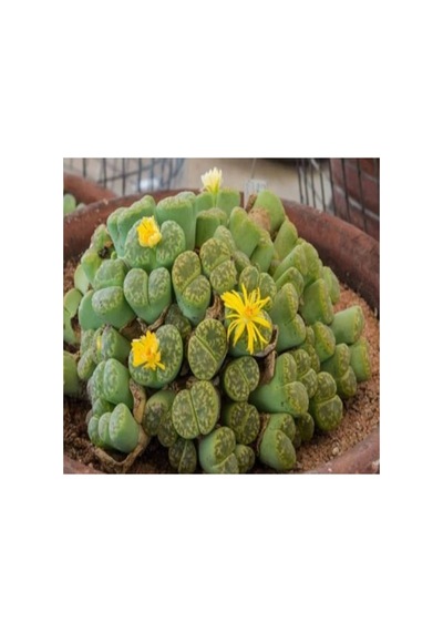 Dashing Look Lithops Bromfieldii Insularis V Sulphurea Sukulent Tohumu Th-dshnglookthm060