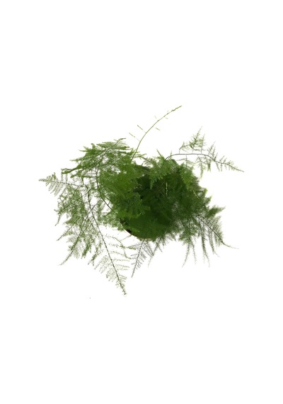 Asparagus Plumosus (Kuşkonmaz Çiçeği) Ø12 CM Y25-30 CM