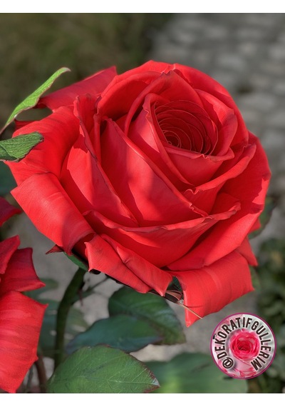 Favorite Kırmızı Lambader 112cm 2,5kg 220volt Dekoratif Organik