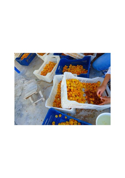 Organik Kayısı Kurusu 1 Kg Diğer