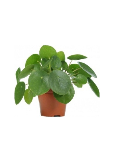 Pilea Bitkisi Çin Para Çiçeği Fidanı 10-20 Cm