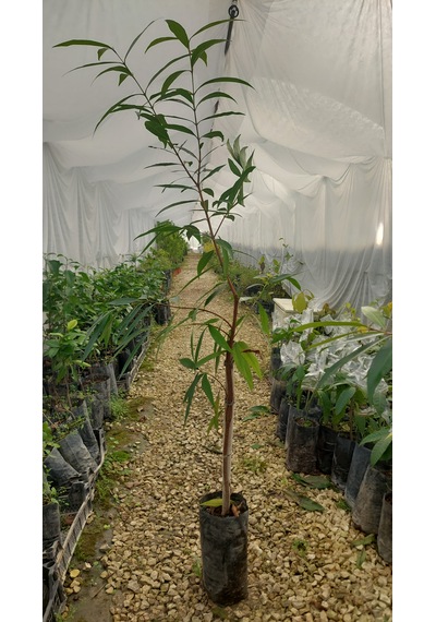 Gül Elması Fidanı Rose Apple 4 Yaş 100 Cm Nadir Tür