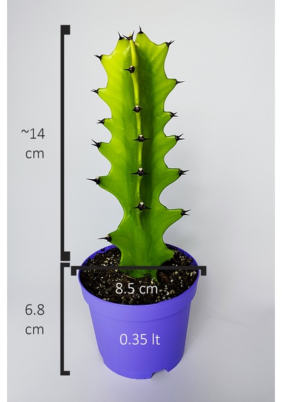 Euphorbia Kaktüs Süt Ağacı Kolay Bakım 1 Adet