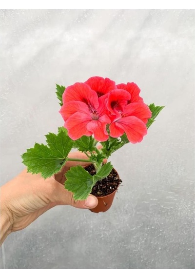 Turuncu Somon Ceylangözü Canan Sardunya Fidanı 10-20 Cm