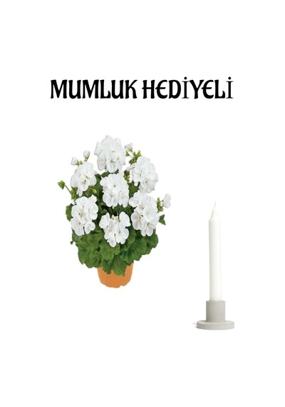 Hediyelik Beyaz Renk Sardunya Çiçeği Sevgililer Gününe Özel Mumluk Hediyeli
