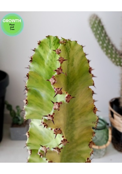 Euphorbia Ammak Kaktüs Ingens Variegata 1 Adet