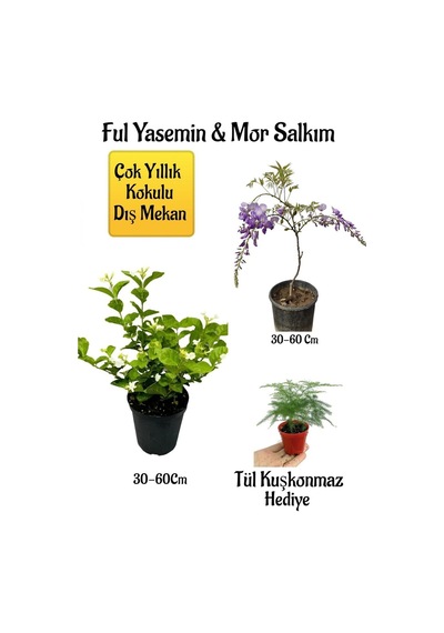 Kokulu Ful Yasemin Çiçeği+mor Salkım Ağacı Fidanı Tül Kuşkonmaz Peyzaj Seti