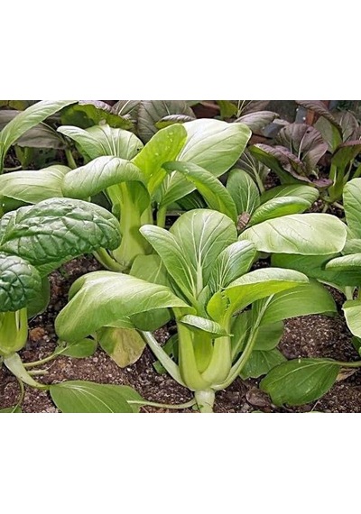Altın Pak Choi Tohumu Golden Pak Choi 100+ Tohum