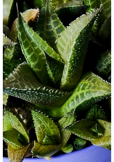 Haworthia Venosa Koleksiyonluk Sukulent Ev Ve Ofis Bitkisi 1 Adet