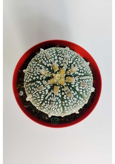 Astrophytum Asterias Super Kabuto Koleksiyon Kaktüs 8.5 Cm Kırmız 1 Adet