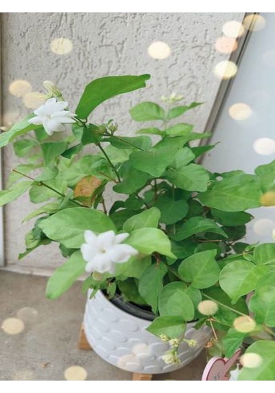 Videolu Kokulu Yasemin Çiçeği Beyaz Renkli 50 80 Cm 1 Adet Dış Mekan Bitkisi Jasminum