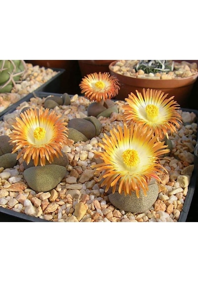 Pleiospilos Nelii Özel Tür Kaktus Çiçek Açan Kaktüs 5.5 Cm