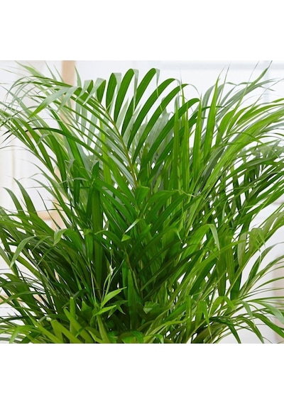 Areka Palmiyesi 90-110cm