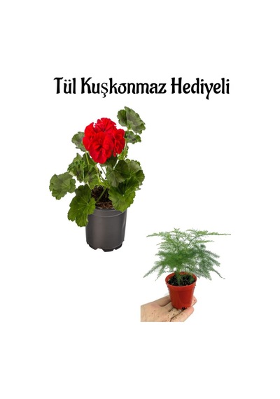 Hediyelik Kırmızı Sardunya Fidanı Öğretmenler Gününe Özel Tül Kuşkonmaz Hediyeli