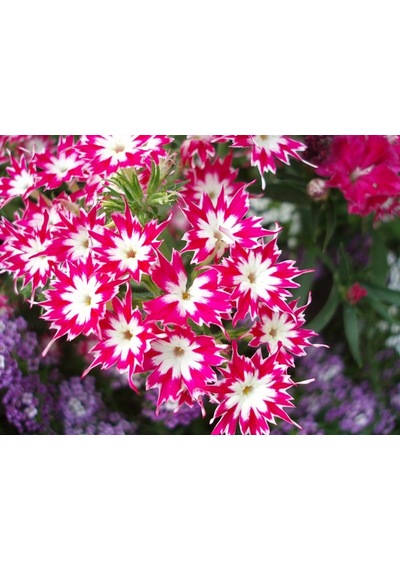 40+ Karışık Yıldız Şeklinde Çiçekli Drummond Phlox Tohumu N114603