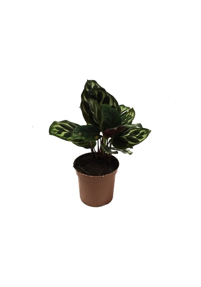 Calathea Makoyana