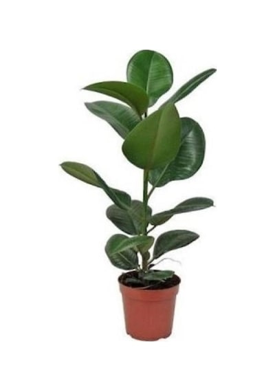 Ev Bitkisi Ofis Bitkisi Salon Bitkisi Iç Mekan Bitki Kauçuk Bitkisi 50 60 Cm