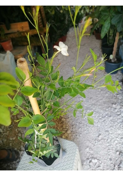Videolu Kokulu Yasemin Çiçeği Beyaz Renkli 50 80 Cm 1 Adet Dış Mekan Bitkisi Jasminum