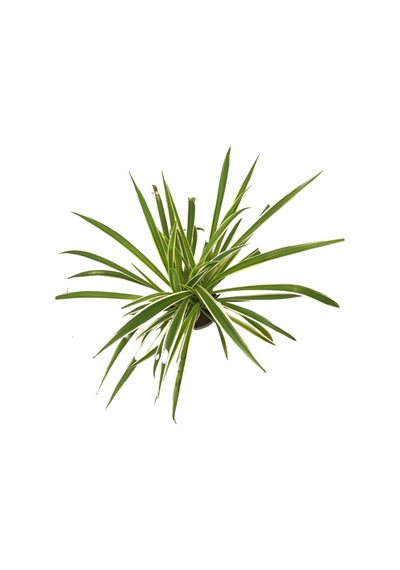 Chlorophytum Comosum 'ocean' Kurdele Çiçeği Ø12 Cm Y20-25 Cm