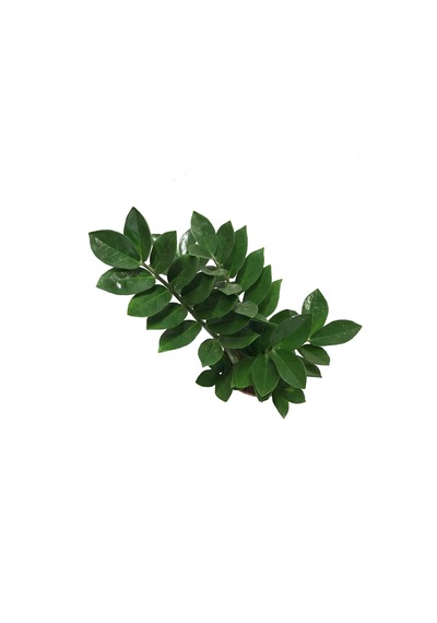 Zamia Zamioculcas (Zeze Çiçeği) Ø14 CM Y40-45 CM
