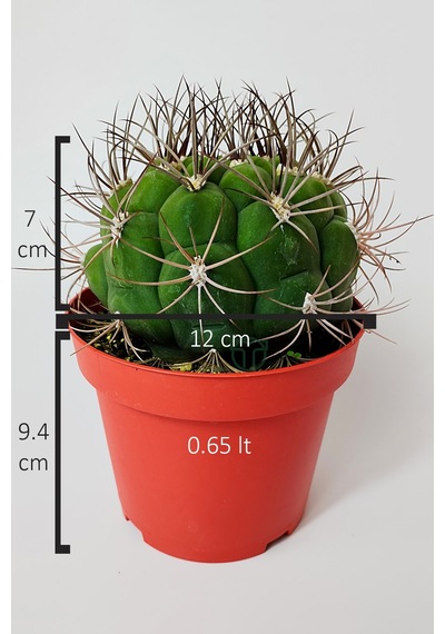Gymnocalycium Marquezii Muhteşem Formda Büyük Boy Kaktüs