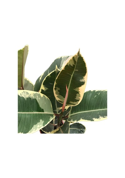Ficus Elastica 'tineke' Kauçuk Çiçeği Ø19 Cm 70-80 Cm