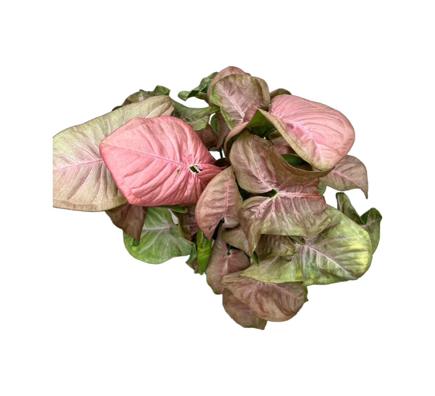 Syngonium Podophyllum 'pink' Melek Kanadı Çiçeği Ø14 Cm Y30-35 Cm