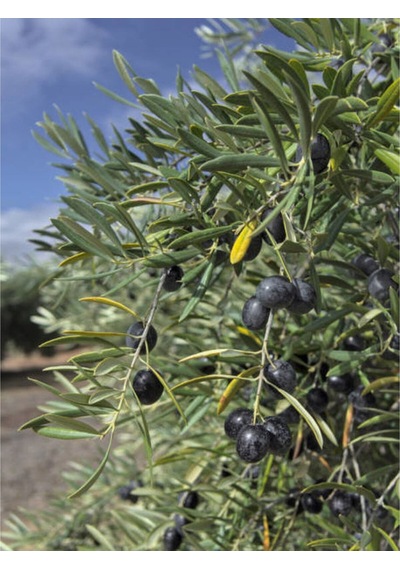 Videolu Trilya Zeytin Fidanı Bol Verimli 30 60 Cm 1 Adet Tüplü Dış Mekan Bitkisi Olive Sapling