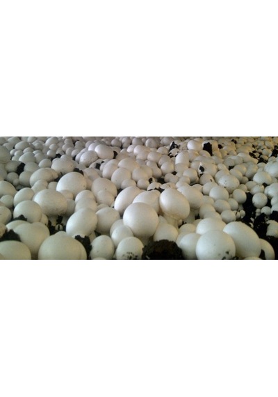 2000 Adet Beyaz Şapkalı KüLür Mantarı Tohumu N116265