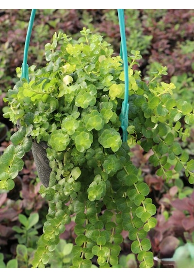 Makrome Askılı Saksılı Sarı Kız Altın Kolye Çiçeği 1 Adet 20-40cm