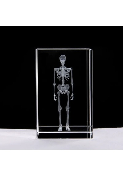 3d Kristal İnsan İskeleti Modeli