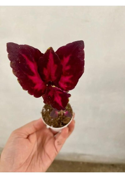 Kırmızı Bordo Renk Yaprak Güzeli Fidanı 1 Adet Saksılı 10-20 Cm