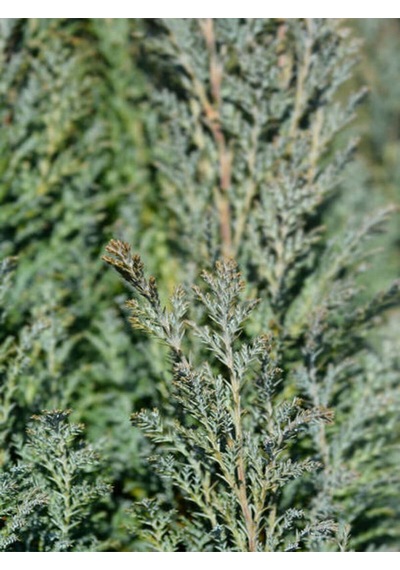 Videolu Leylandi Ile Doğayı Bahçenize Getirin 40 60 Cm 1 Adet Saksılı Cupressocyparis Leylandii