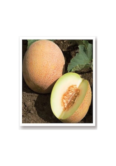 AGRodal Tarım Ata Tohumu Yerli Doğal Kavun Tohumu Ananas 100 Adet Tohum