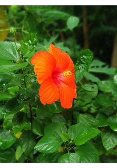 Turuncu Japon Gülü Çiçeği Fidanı 20-45 Cm Saksılı Çiçekli Bodur Bitkiler Hibiscus Rose
