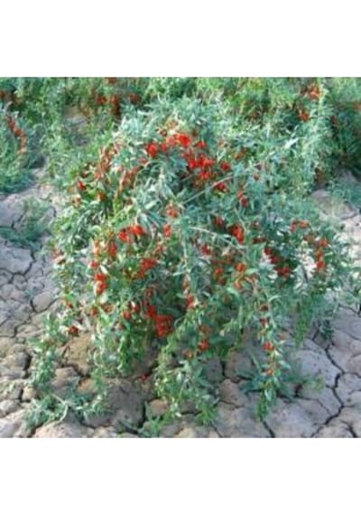 2 Adet Goji Berry Fidanı Nq1 Tombul Meyve Tüplü 1 Yaş 12 Ay Dikebilirsiniz....