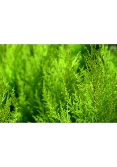 Limon Servi Çamı 35-40 Cm Saksılı