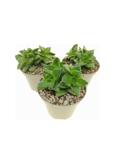 Crassula Springtime 5 Adet