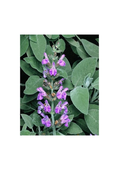 Salvia Officinalis Adaçayı Fidesi 10-20 Cm