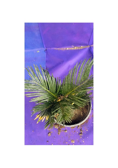 Cycas Dış Mekan Bitkisi