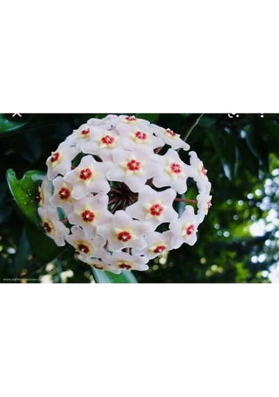 Serada Decor Plant Mum Çiçeği Beyaz 20-25 Cm Ev Salon Bitkisi Hoya Carnosa Çiçekli Bitki