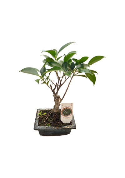 Bonsai - Ficus Ø12 Cm Y25-30 Cm