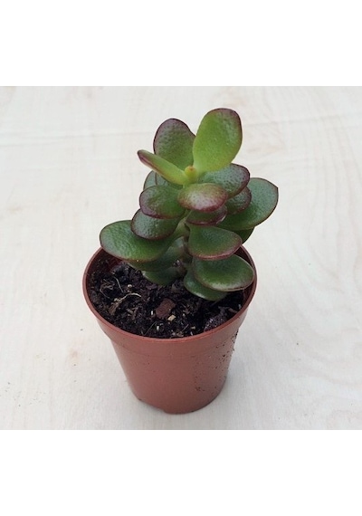 Thebestonline Para Ağacı Çiçeği Yeşim Bitkisi Mini Crassula Ovata