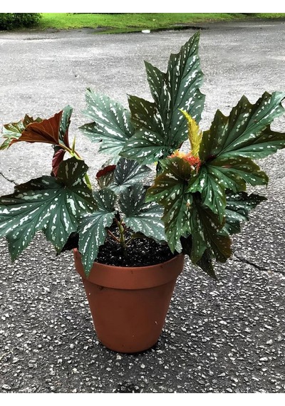 Çiçekli Çilli Çınar Begonya Çiçeği 1 Adet Saksılı 30-40cm