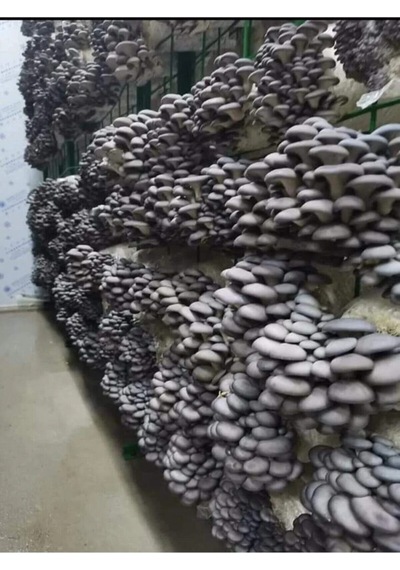20.000 Adet İstiridye Kavak Mantarı Tohumu, Ekim Poşetleri Ve Eğitim Kılavuzu